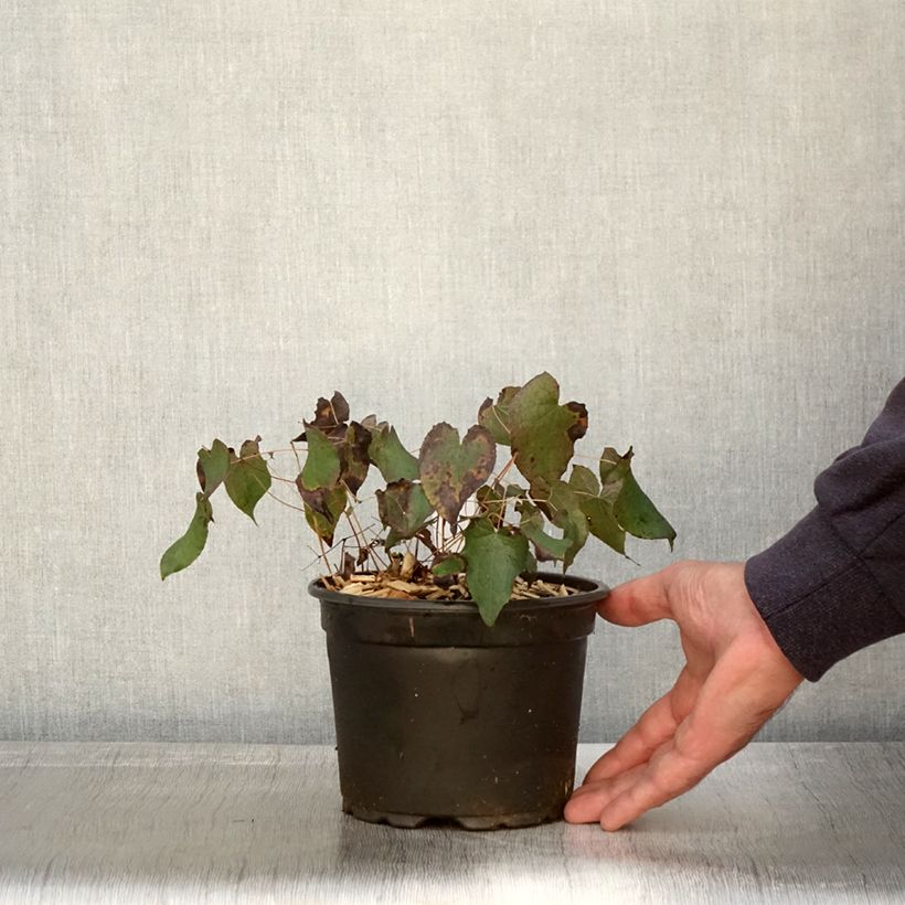 Epimedium x rubrum - Barrenwort 2L/3L pot sample as delivered in autumn