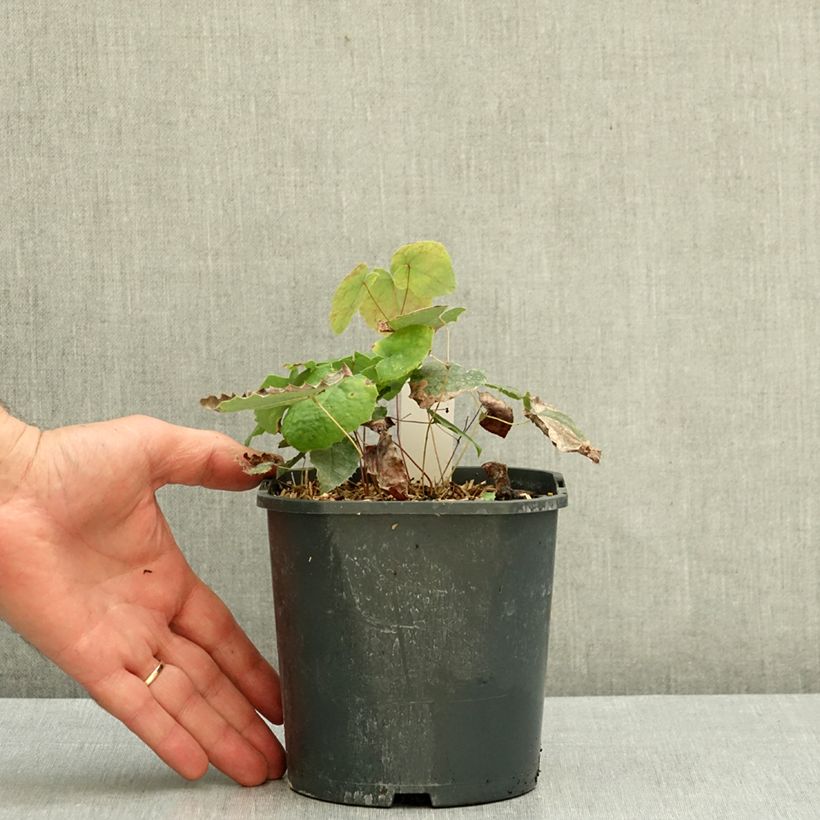 Epimedium stellulatum Wudang Star - Barrenwort 1L/1.5L pot sample as delivered in autumn