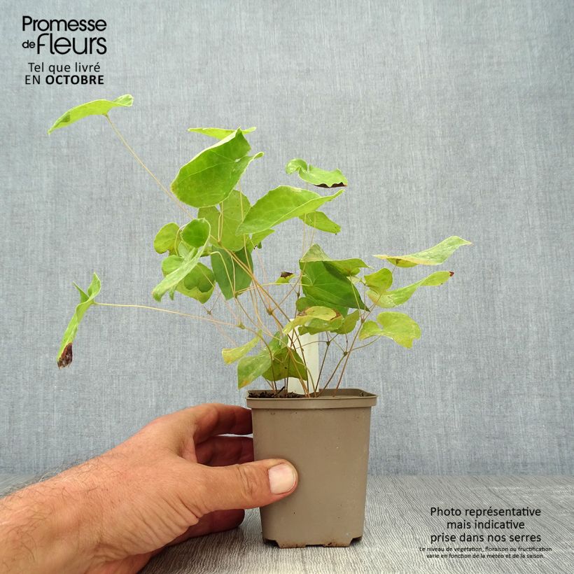 Epimedium x warleyense Ellen willmott - Barrenwort 8/9 cm pot sample as delivered in autumn