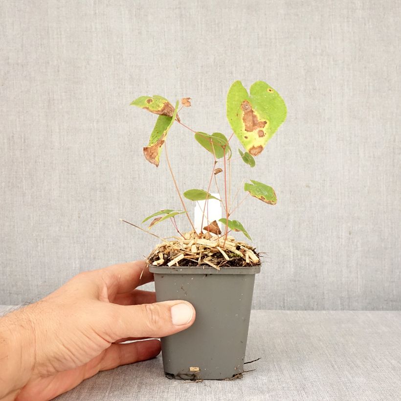 Epimedium x youngianum Merlin - Barrenwort 8/9 cm pot sample as delivered in autumn