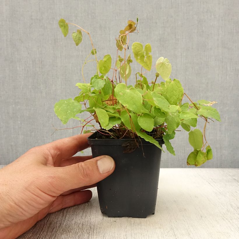 Epimedium x youngianum Yenomoto - Barrenwort 8/9 cm pot sample as delivered in spring