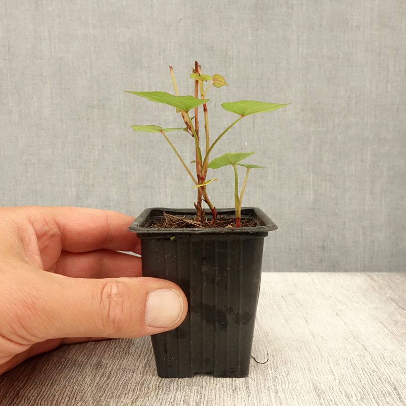 Tall Buckwheat - Fagopyrum dibotrys 8/9 cm pot sample as delivered in summer