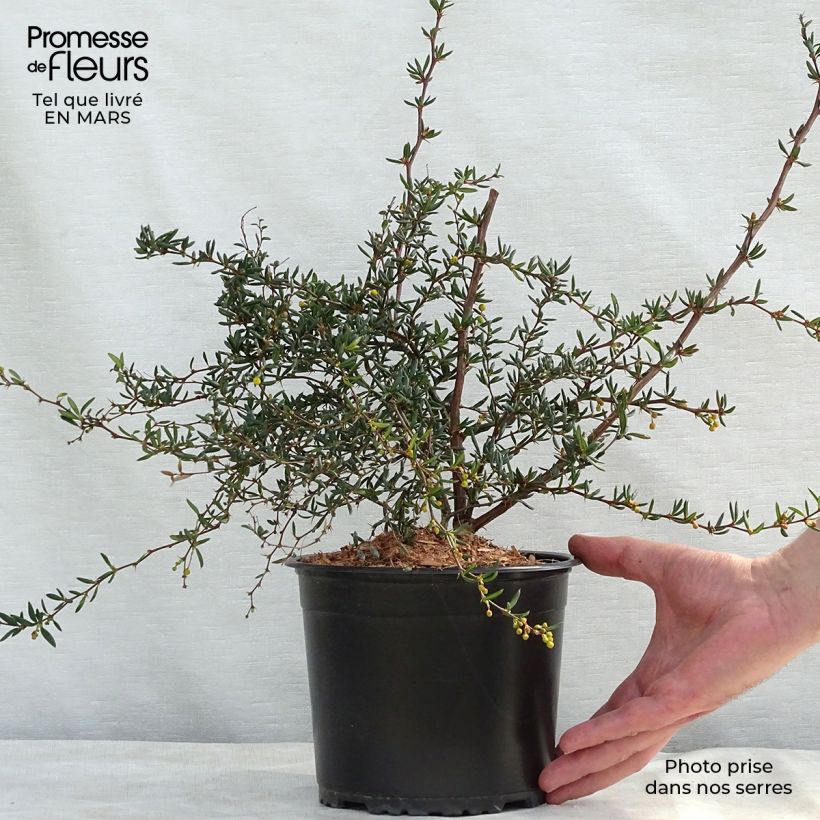 Berberis x stenophylla - Barberry 2L/3L pot sample as delivered in spring