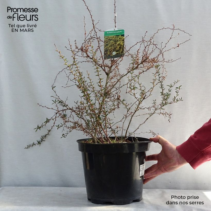 Berberis x stenophylla - Barberry 7.5L/10L pot sample as delivered in winter