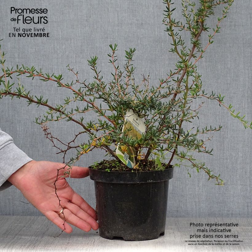 Berberis x stenophylla - Barberry 2L/3L pot sample as delivered in autumn