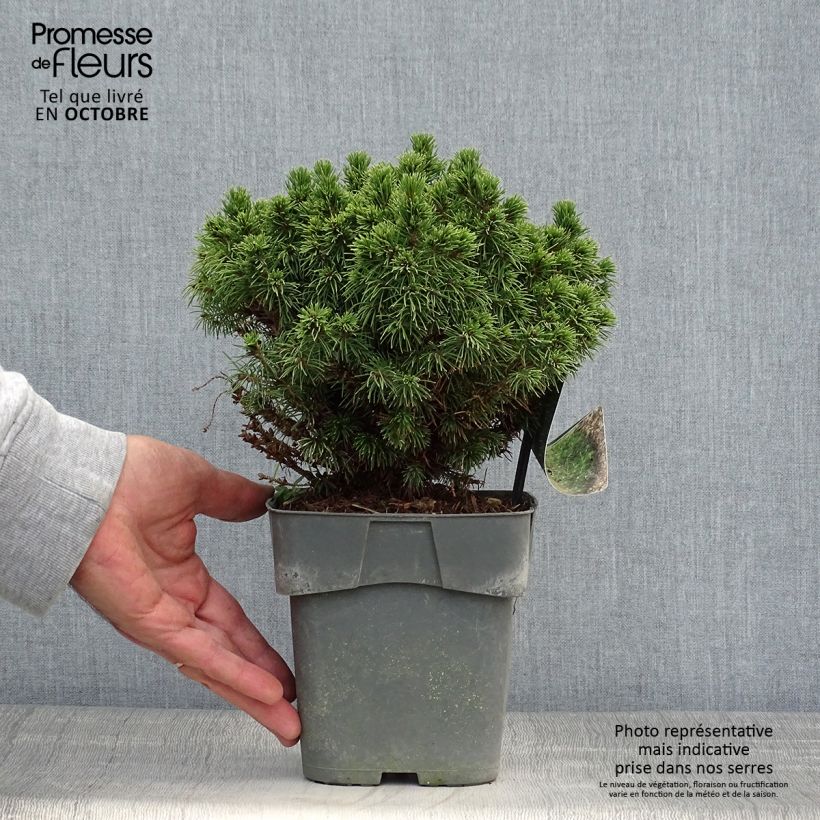 Picea glauca Alberta Globe - White Spruce 2L/3L pot sample as delivered in autumn
