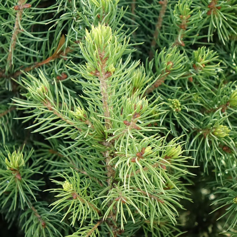 Picea glauca Biesenthaler Frühling - White Spruce (Foliage)