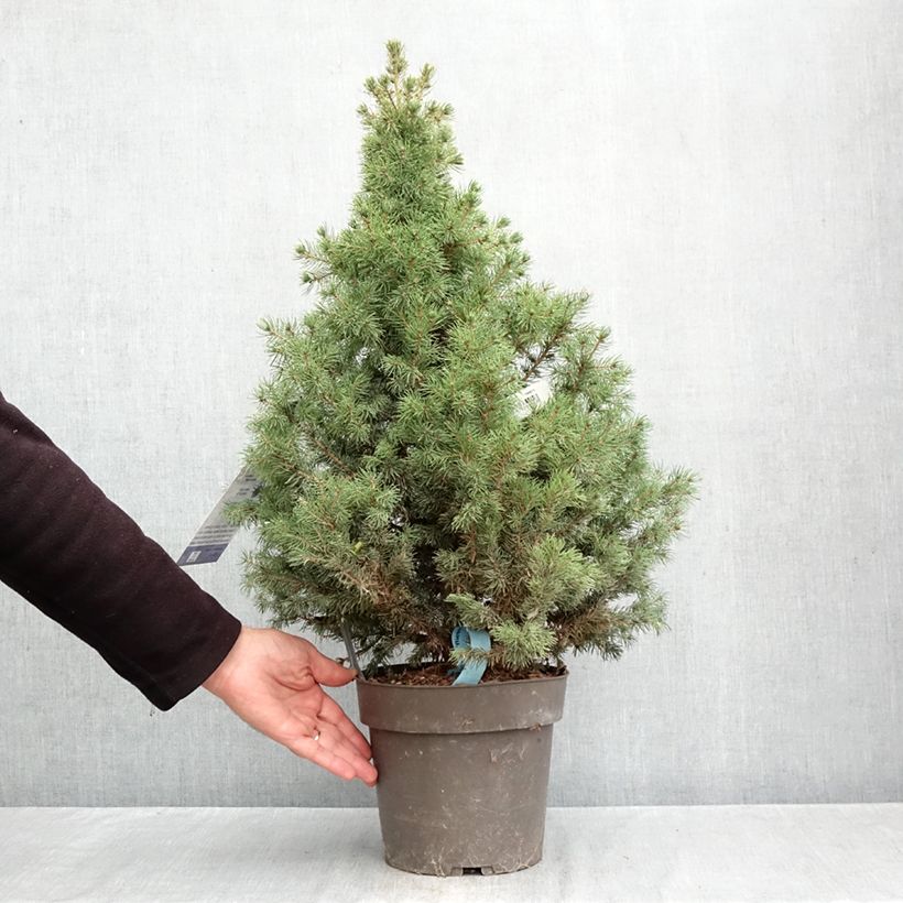 Picea glauca Biesenthaler Frühling - White Spruce 4L/5L pot sample as delivered in autumn