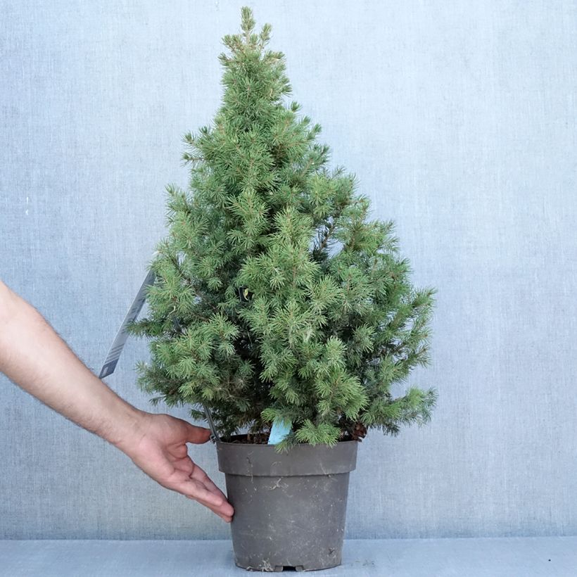 Picea glauca Biesenthaler Frühling - White Spruce 4L/5L pot sample as delivered in summer