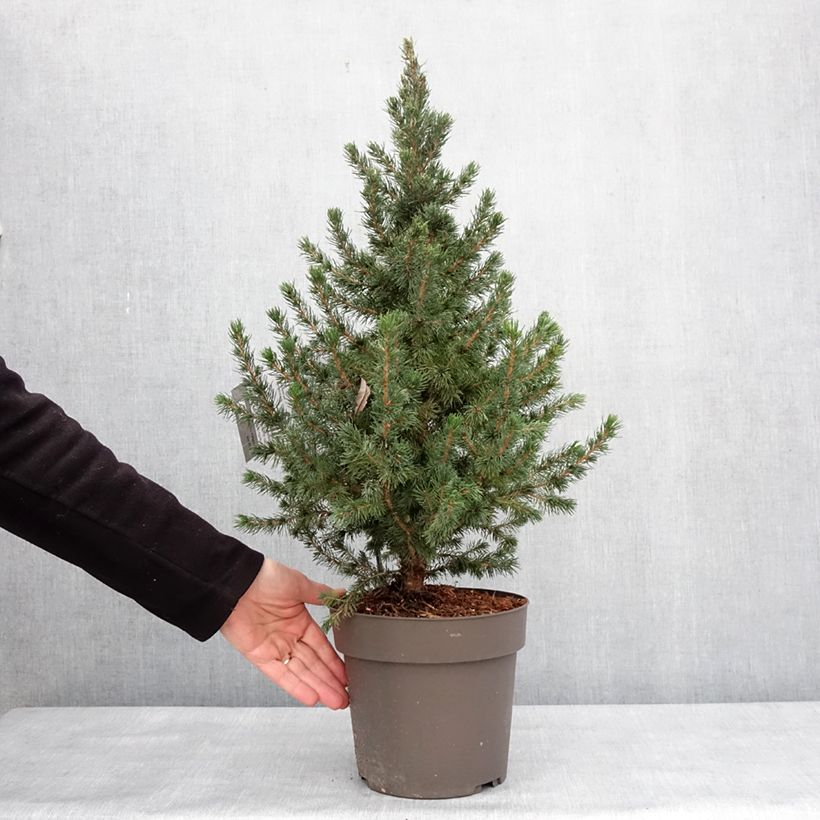 Picea glauca Biesenthaler Frühling - White Spruce 4L/5L pot sample as delivered in winter