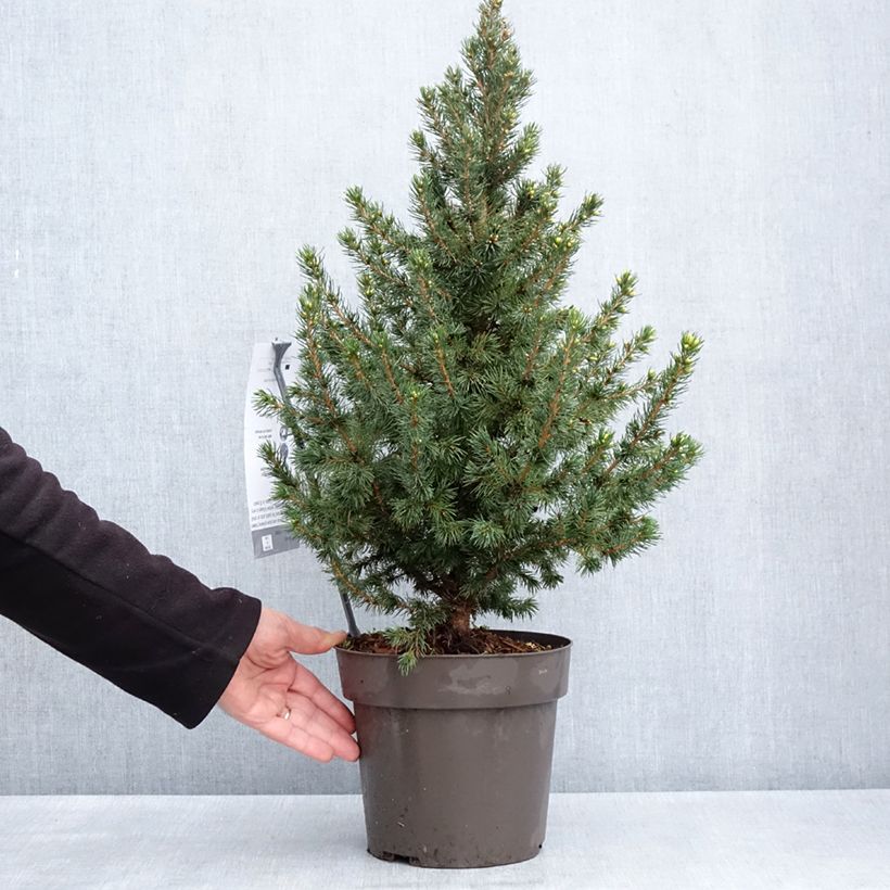 Picea glauca Biesenthaler Frühling - White Spruce 4L/5L pot sample as delivered in spring