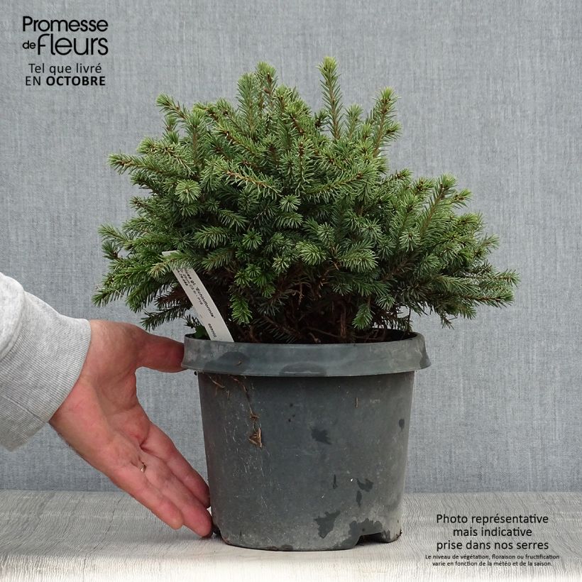 Picea glauca Echiniformis - White Spruce 2L/3L pot sample as delivered in autumn