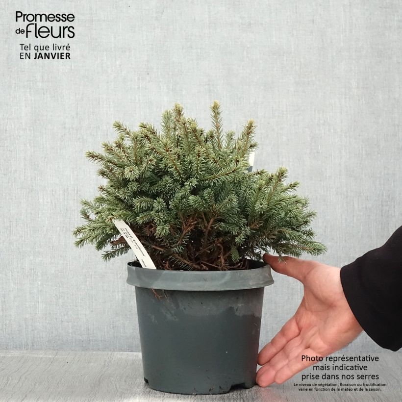 Picea glauca Echiniformis - White Spruce 2L/3L pot sample as delivered in winter