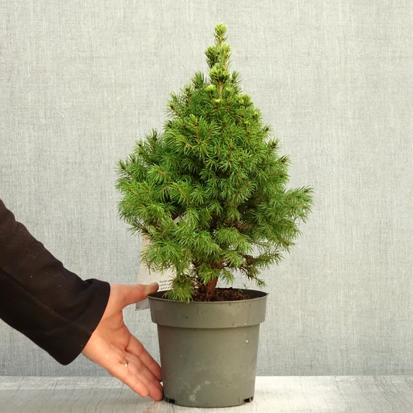 Picea glauca Sun on the Sky - White Spruce 2L/3L pot sample as delivered in autumn