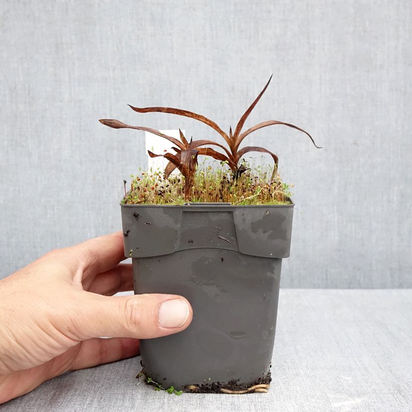 Epipactis gigantea 1L/1.5L pot sample as delivered in autumn