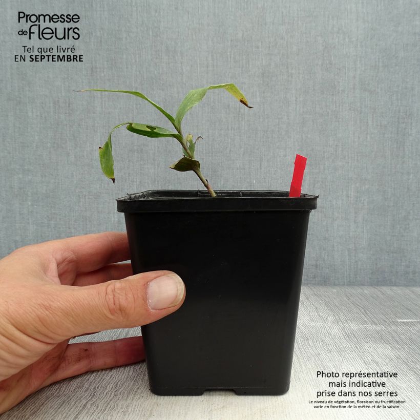 Epipactis gigantea Night Serpentine 1L/1.5L pot sample as delivered in autumn