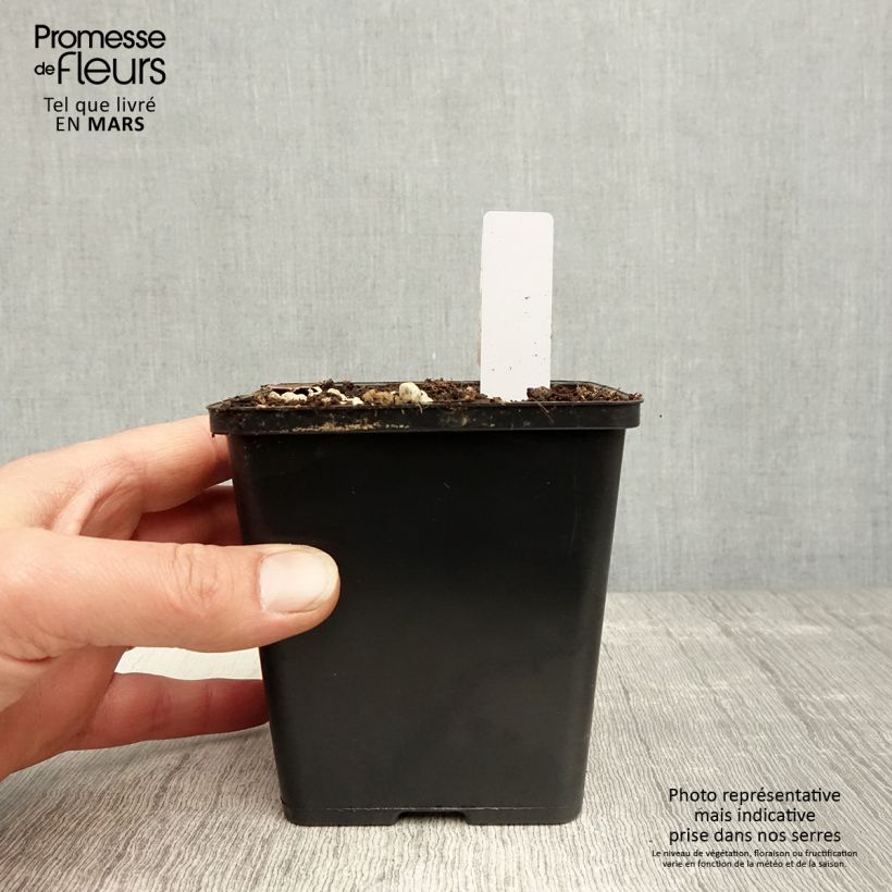 Epipactis gigantea Night Serpentine 1L/1.5L pot sample as delivered in spring