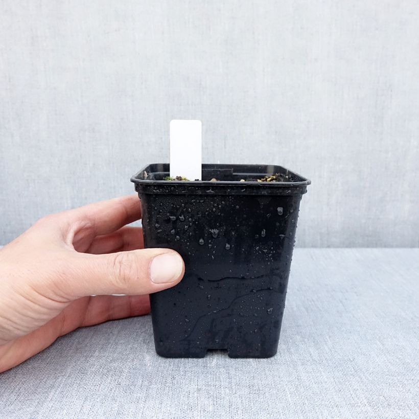 Epipactis royleana  1L/1.5L pot sample as delivered in spring