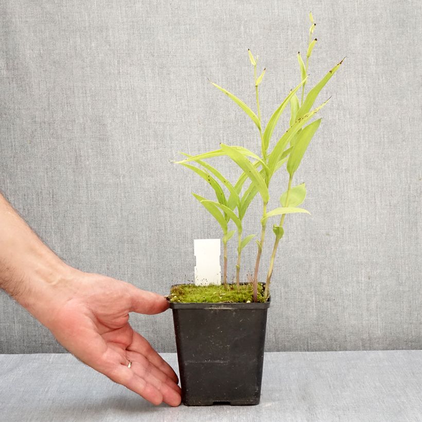 Epipactis Sabine 1L/1.5L pot sample as delivered in autumn