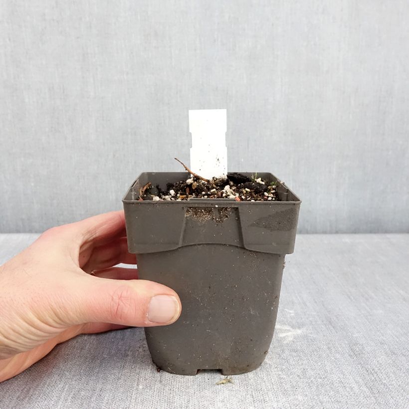 Epipactis Sabine 1L/1.5L pot sample as delivered in winter