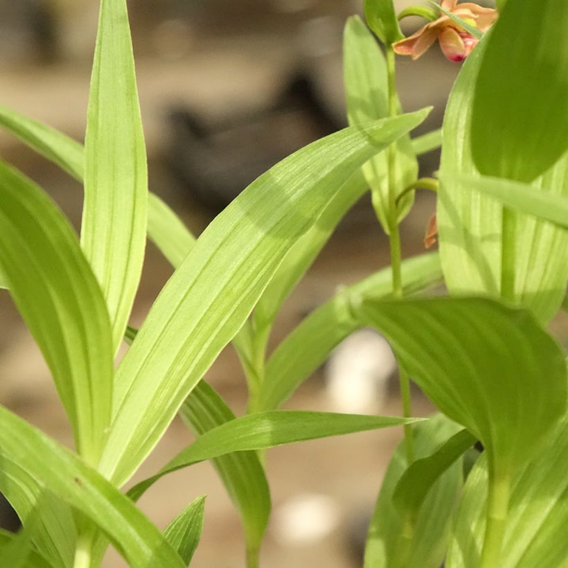 Epipactis thunbergii x gigantea (Foliage)
