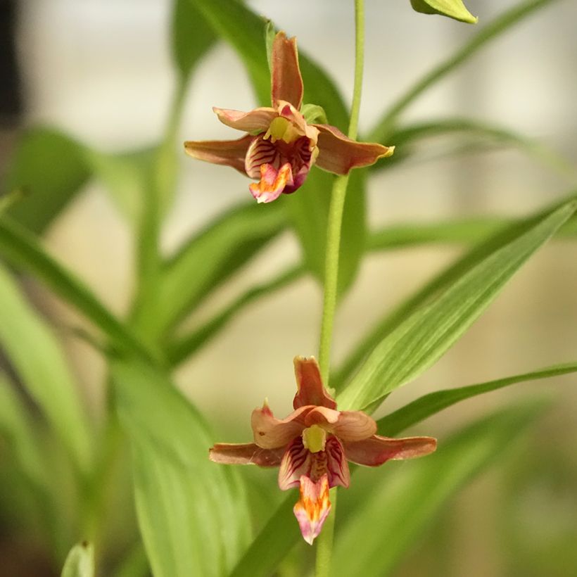 Epipactis thunbergii x gigantea (Flowering)