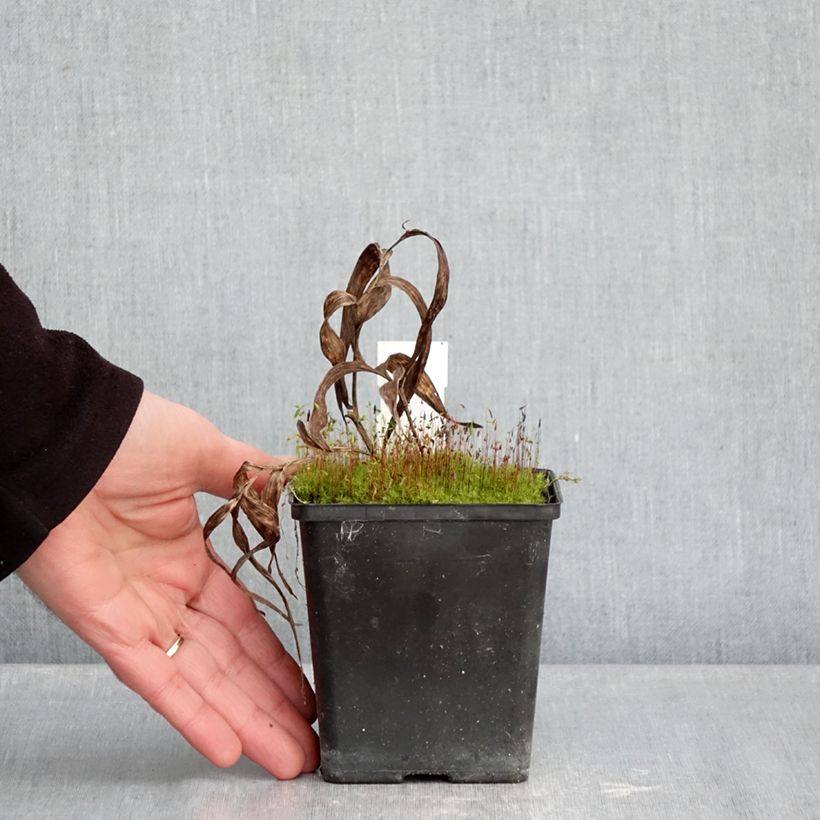 Epipactis thunbergii x gigantea   1L/1.5L pot sample as delivered in winter