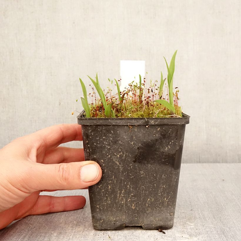 Epipactis thunbergii x gigantea   1L/1.5L pot sample as delivered in spring