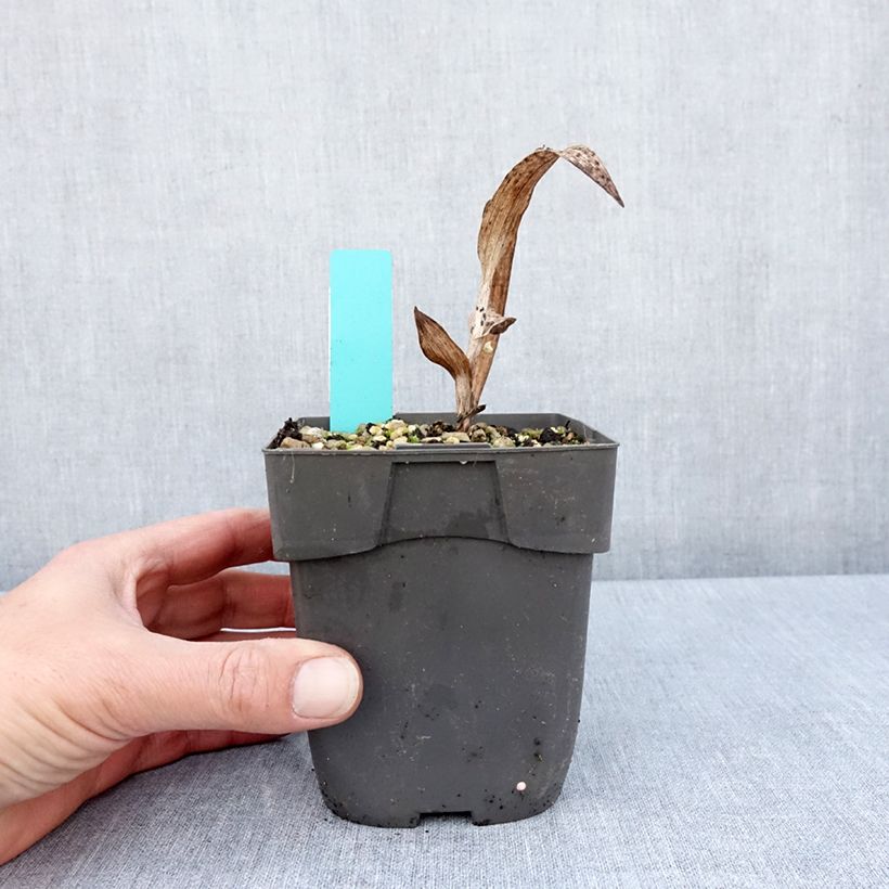 Epipactis veratrifolia  1L/1.5L pot sample as delivered in spring