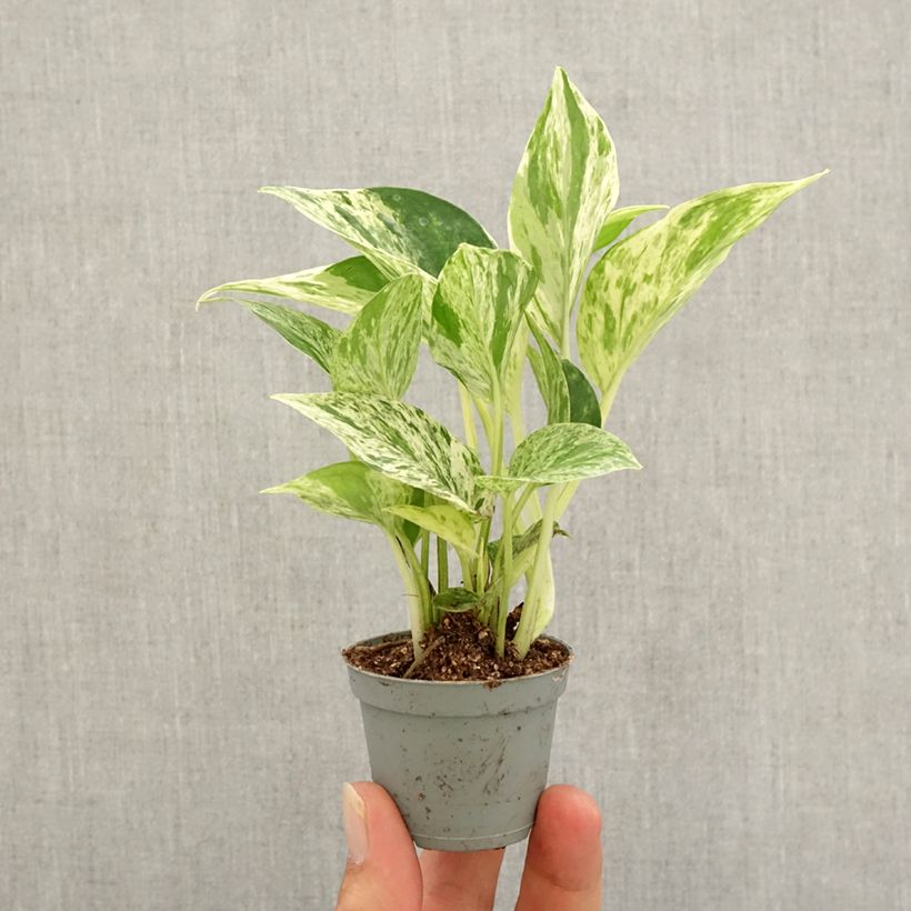 Epipremnum aureum Marble Queen - Golden Pothos Mini-plante sample as delivered in autumn