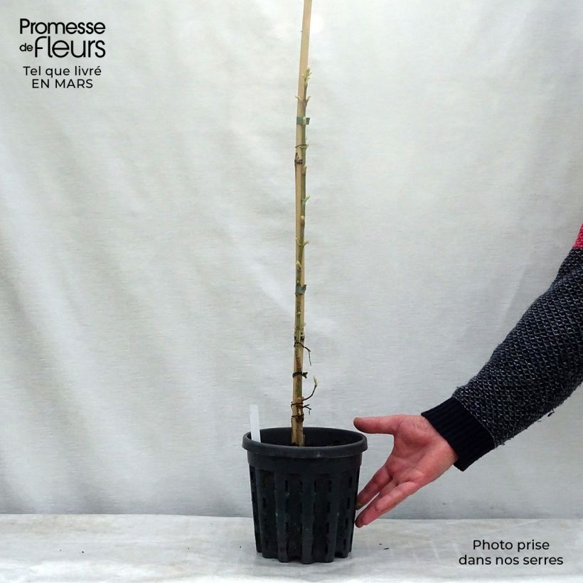 Acer negundo Flamingo - Maple 3L/4L pot sample as delivered in spring