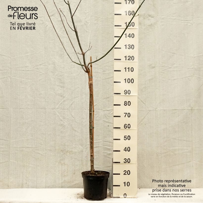 Acer negundo Kellys Gold - Maple 3L/4L pot sample as delivered in winter