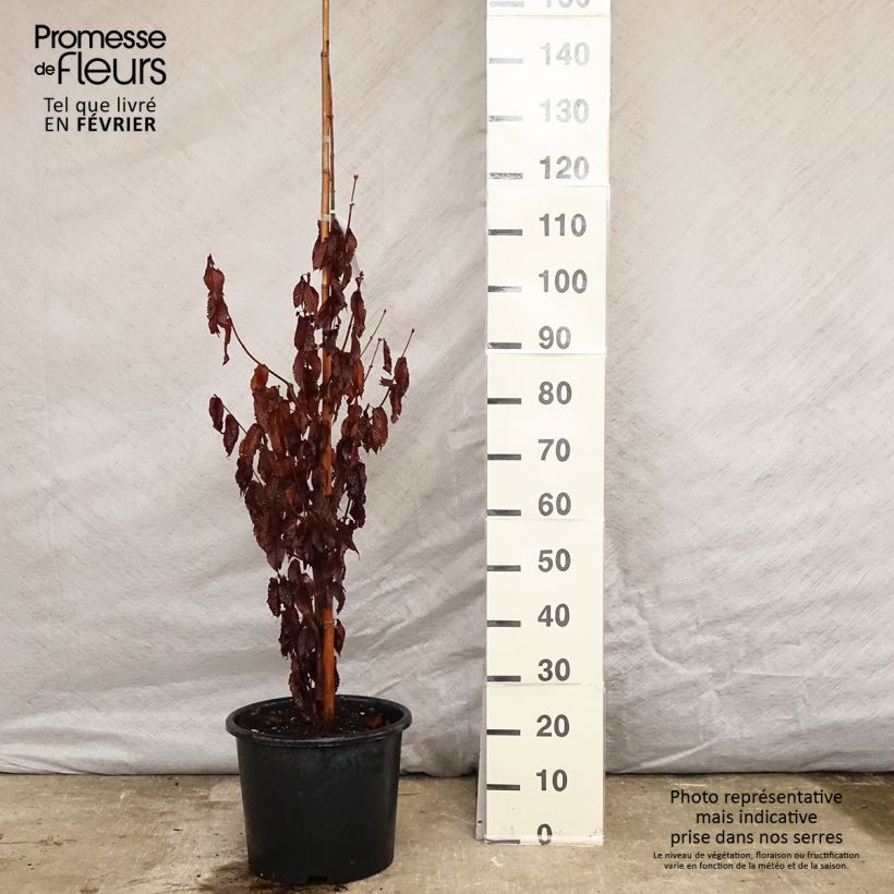 Acer carpinifolium - Maple 7.5L/10L pot sample as delivered in winter