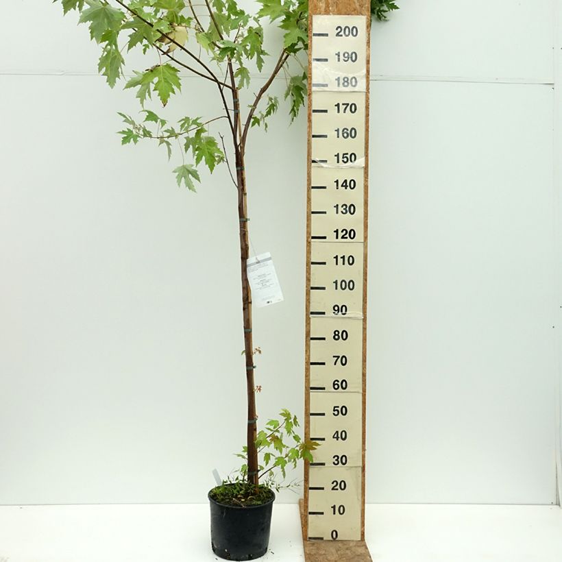 Acer saccharinum - Maple 7.5L/10L pot sample as delivered in summer