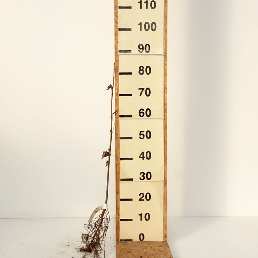 Acer saccharinum - Maple Bare root sample as delivered in winter