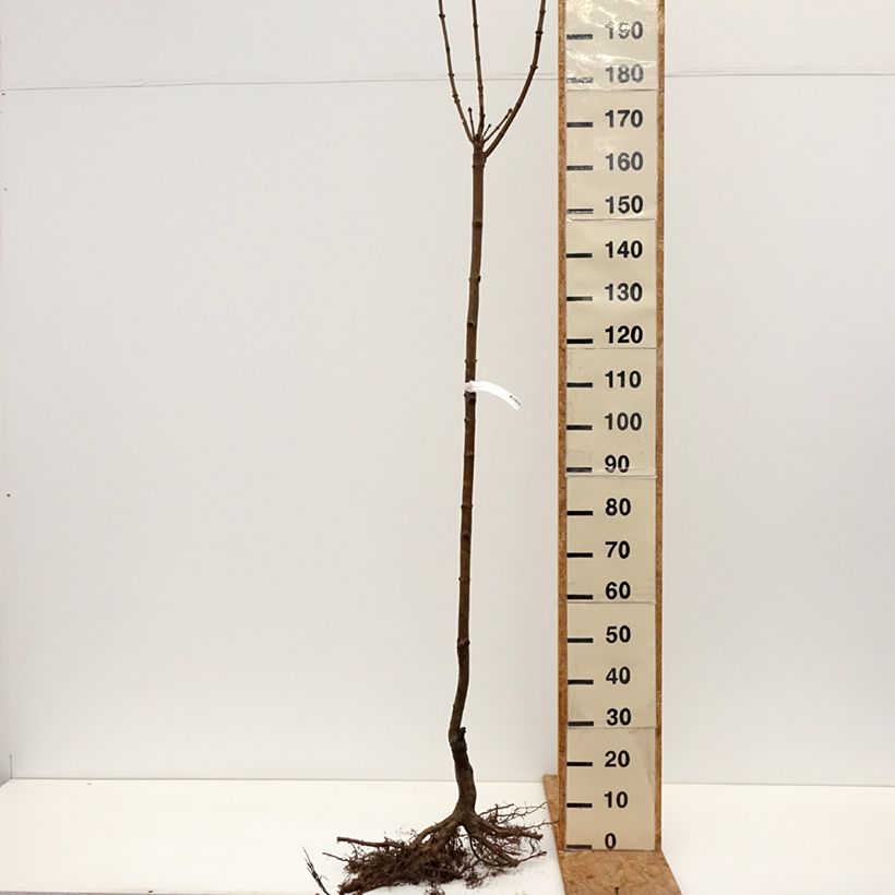 Acer platanoides Globosum - Maple Bare root sample as delivered in winter