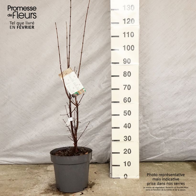 Acer griseum - Paperbark Maple - Maple 7.5L/10L pot sample as delivered in winter
