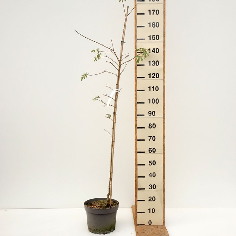 Acer campestre Carnival - Maple 7.5L/10L pot, Sapling sample as delivered in autumn