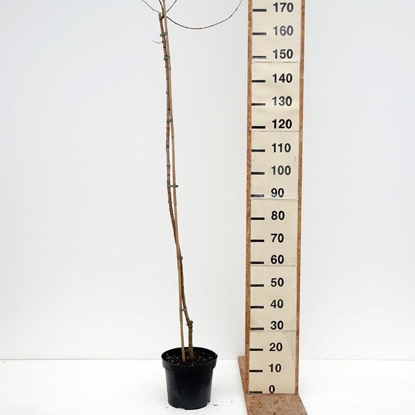 Acer campestre Magic Spring - Field Maple 7.5L/10L pot, Standard sample as delivered in winter