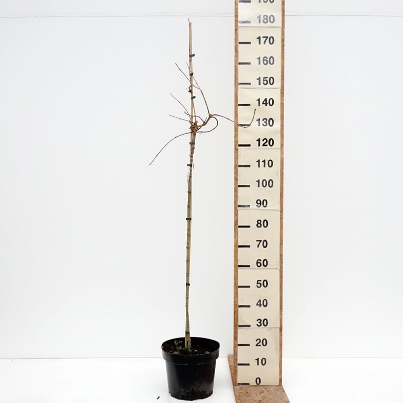 Acer campestre Postelense - Field Maple 7.5L/10L pot, Standard sample as delivered in winter