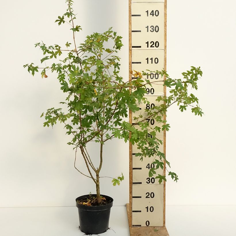 Acer campestre - Maple 4L/5L pot sample as delivered in summer