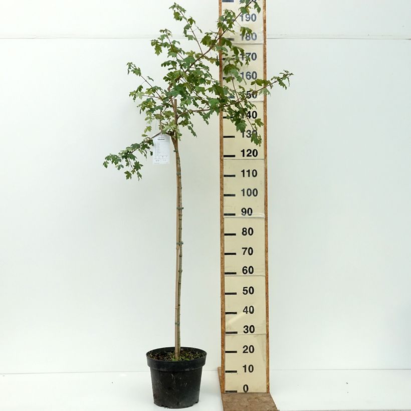 Acer campestre Pulverulentum - Field Maple 7.5L/10L pot, Standard sample as delivered in summer
