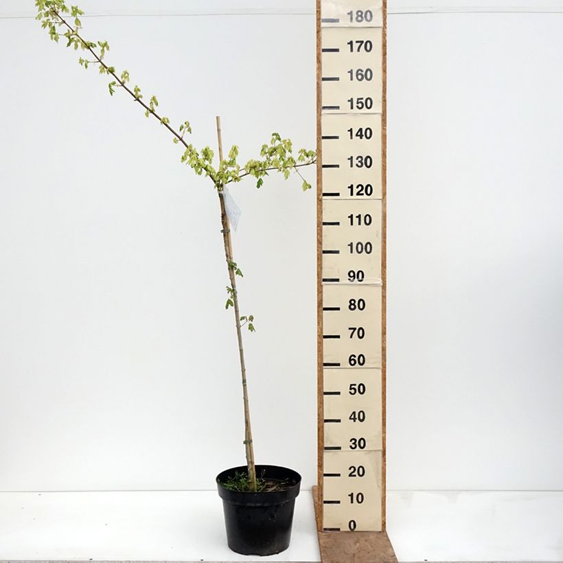 Acer campestre Pulverulentum - Field Maple 7.5L/10L pot, Standard sample as delivered in spring