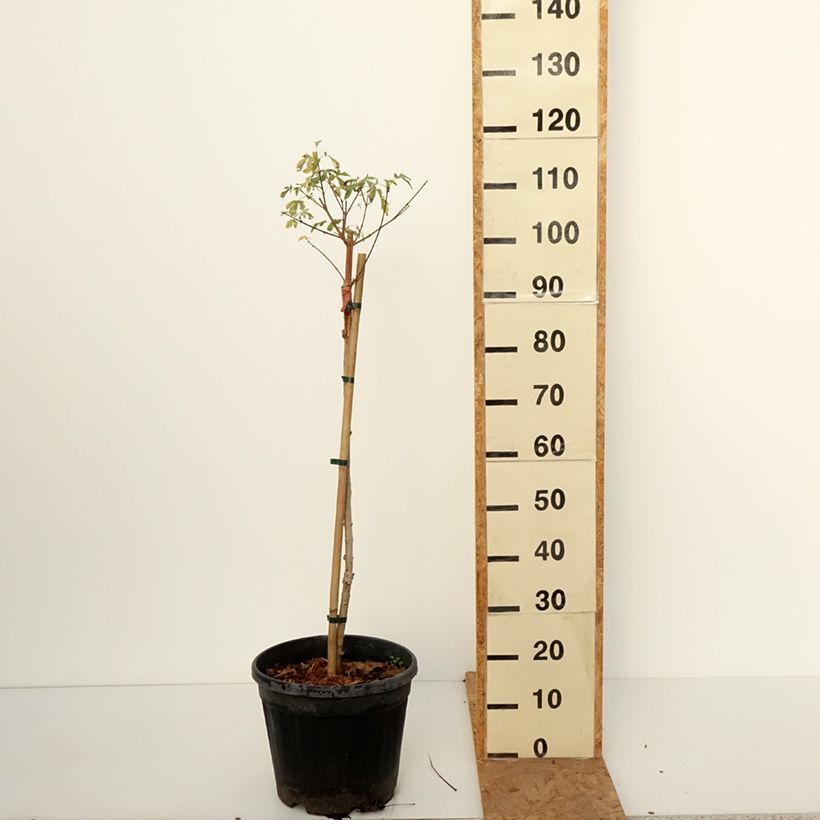 Acer campestre Silver Celebration - Field Maple 7.5L/10L pot sample as delivered in autumn