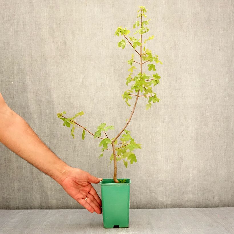 Acer monspessulanum  10cm/11cm pot sample as delivered in summer