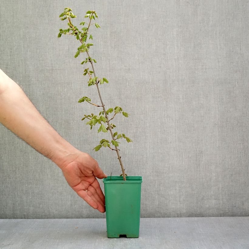 Acer monspessulanum  10cm/11cm pot sample as delivered in spring