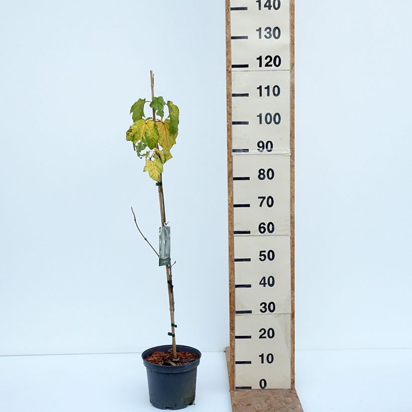 Acer pensylvanicum  4L/5L pot sample as delivered in autumn