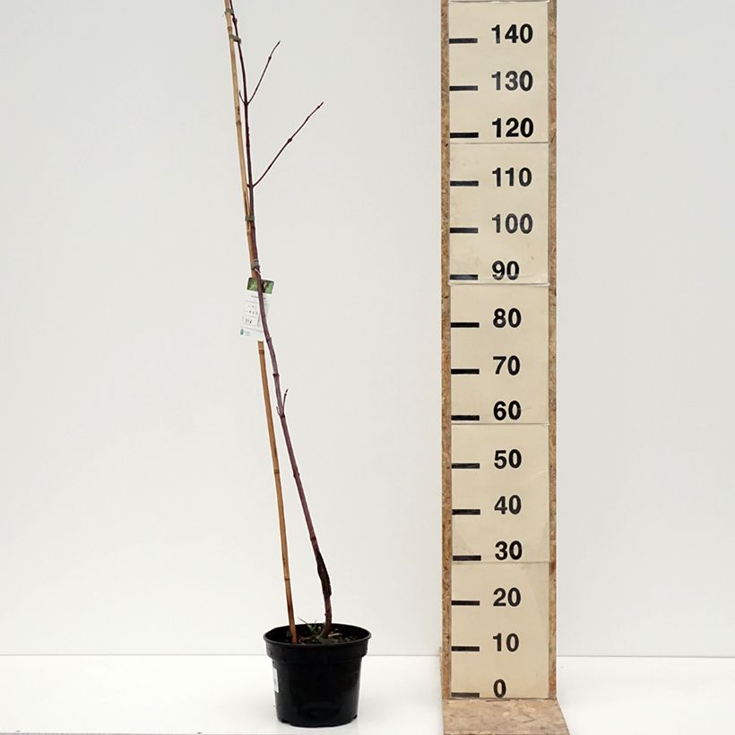Acer pensylvanicum  4L/5L pot sample as delivered in winter