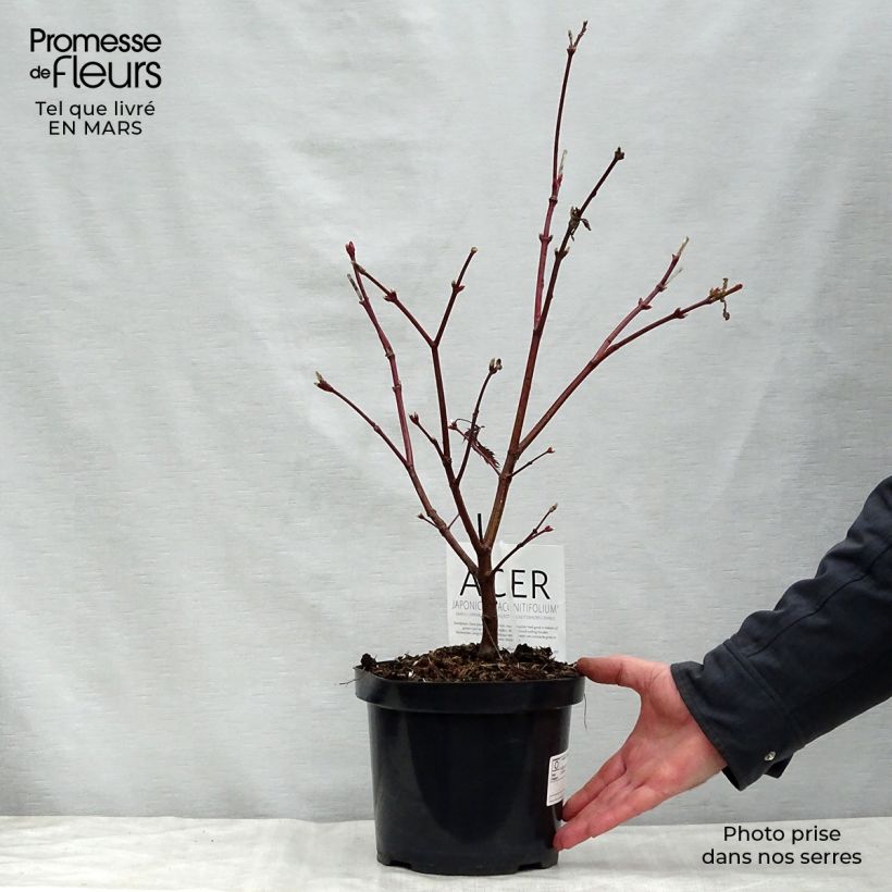 Acer japonicum Aconitifolium - Japanese Maple 4L/5L pot sample as delivered in spring