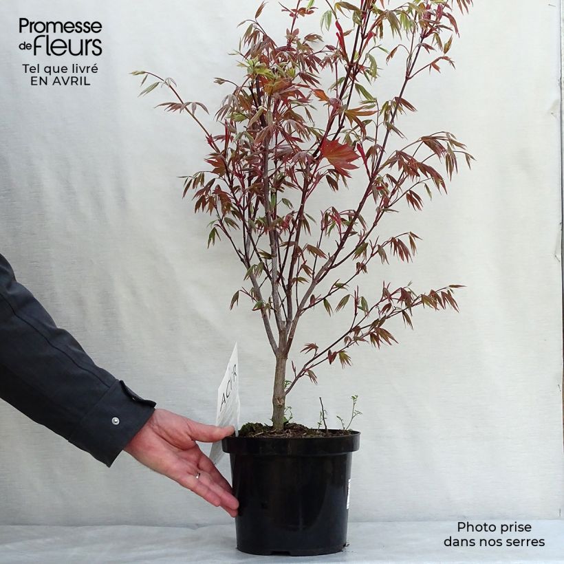 Acer palmatum Atropurpureum - Japanese Maple 2L/3L pot sample as delivered in spring